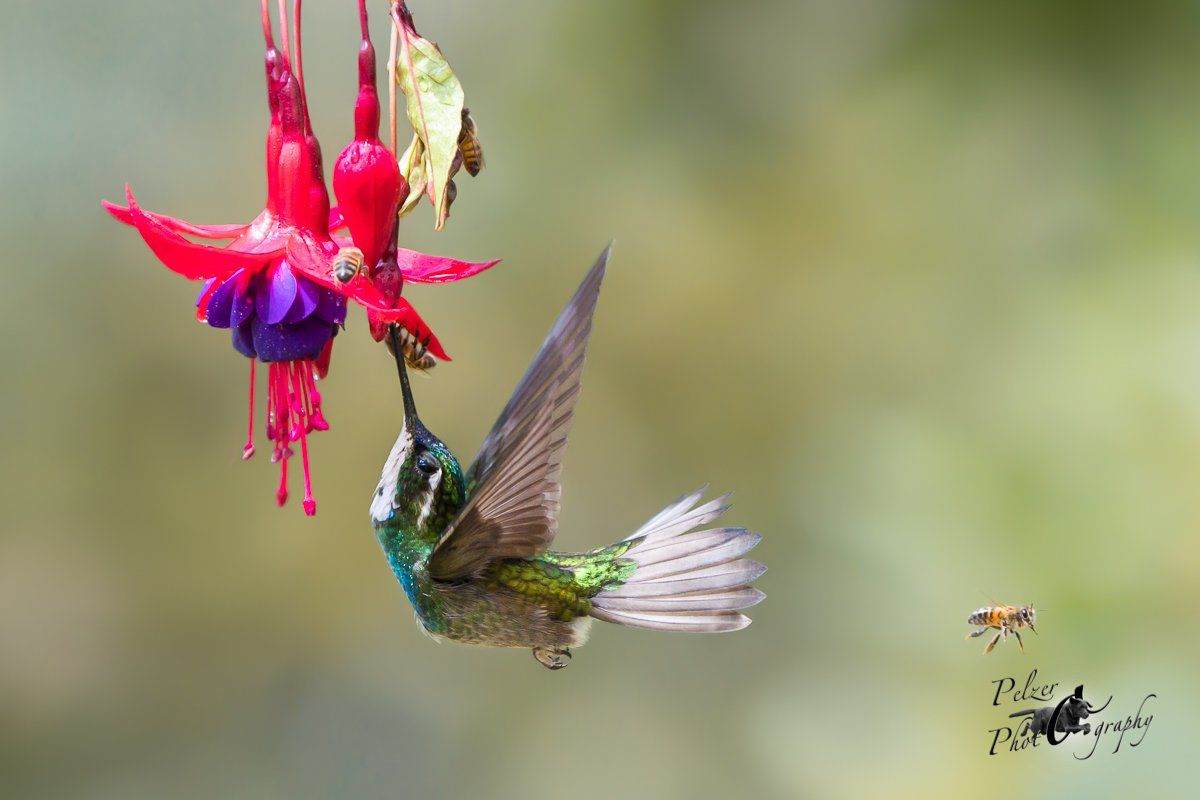 Weißkehlnymphe (Lampornis castaneoventris)