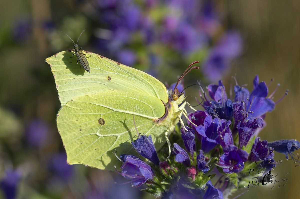 Zitronenfalter (Gonepteryx rhamni)