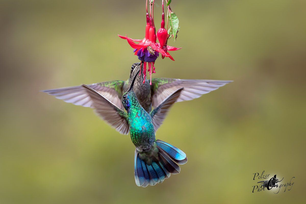 Berg-Veilchenohrkolibris (Colibri cyanotus)
