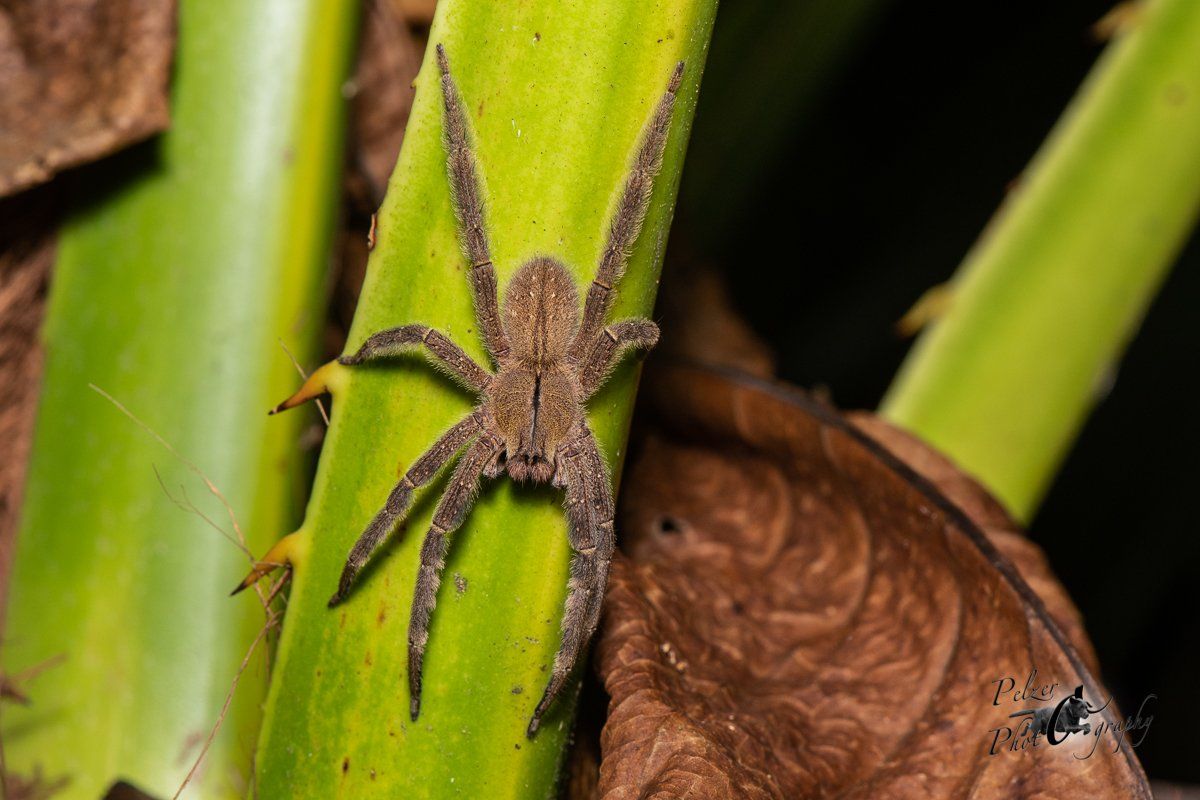 Brasilianische Wanderspinne (Phoneutria boliviensis)