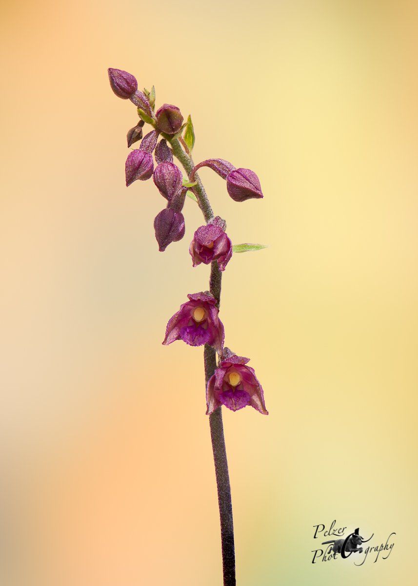 Braunrote Stendelwurz (Epipactis atrorubens)