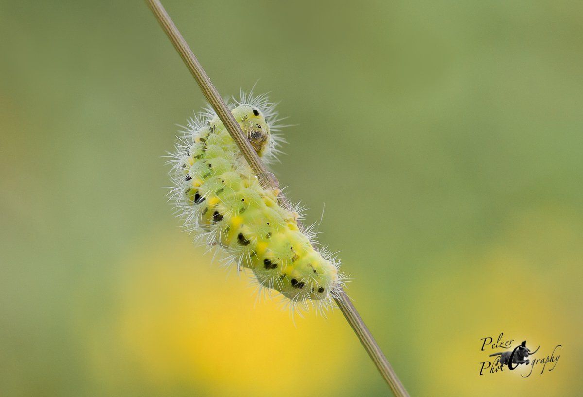 Esparsetten-Widderchen (Zygaena carniolica)