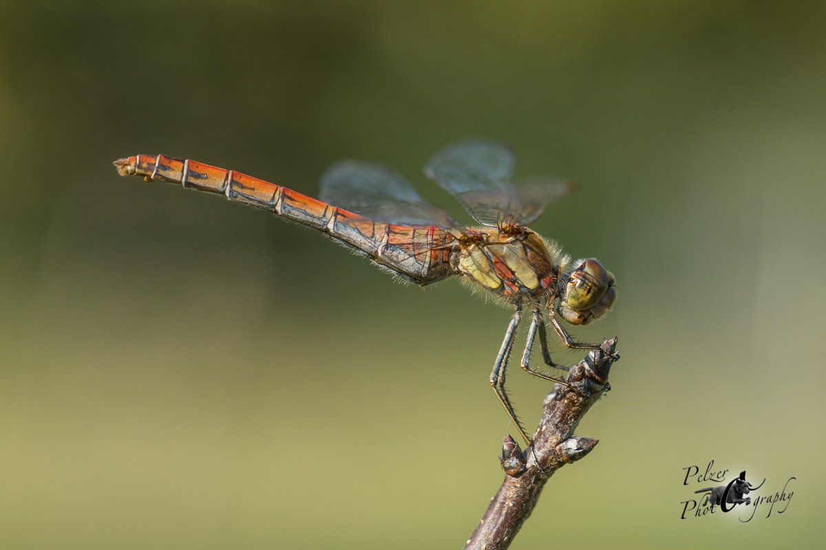 Große Heidelibelle (Sympetrum striolatum)