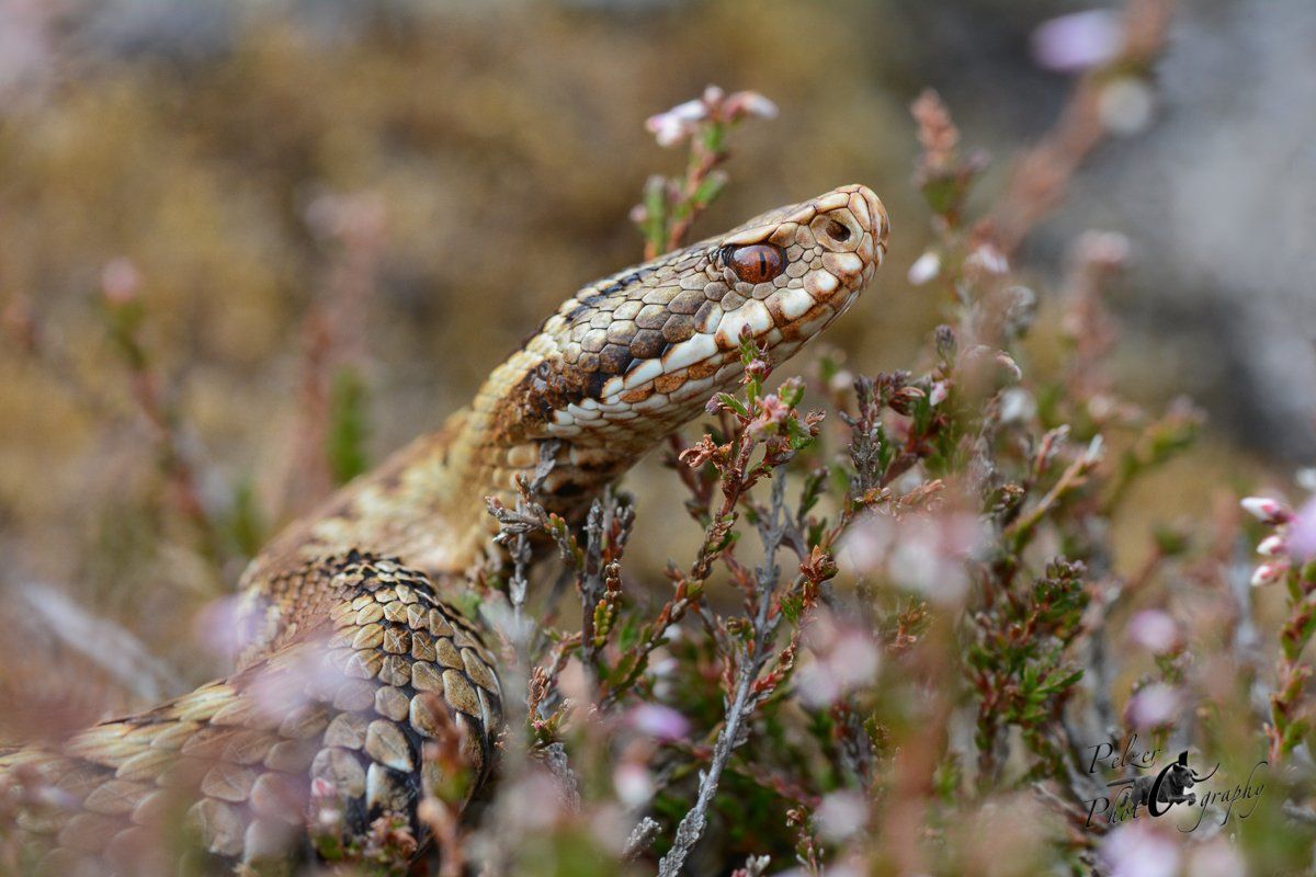Kreuzotter (Vipera berus)