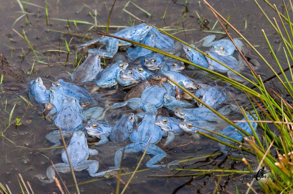 Moorfrosch (Rana arvalis)