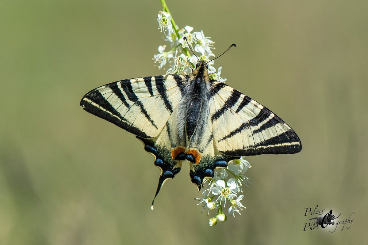 Segelfalter (Iphiclides podalirius)