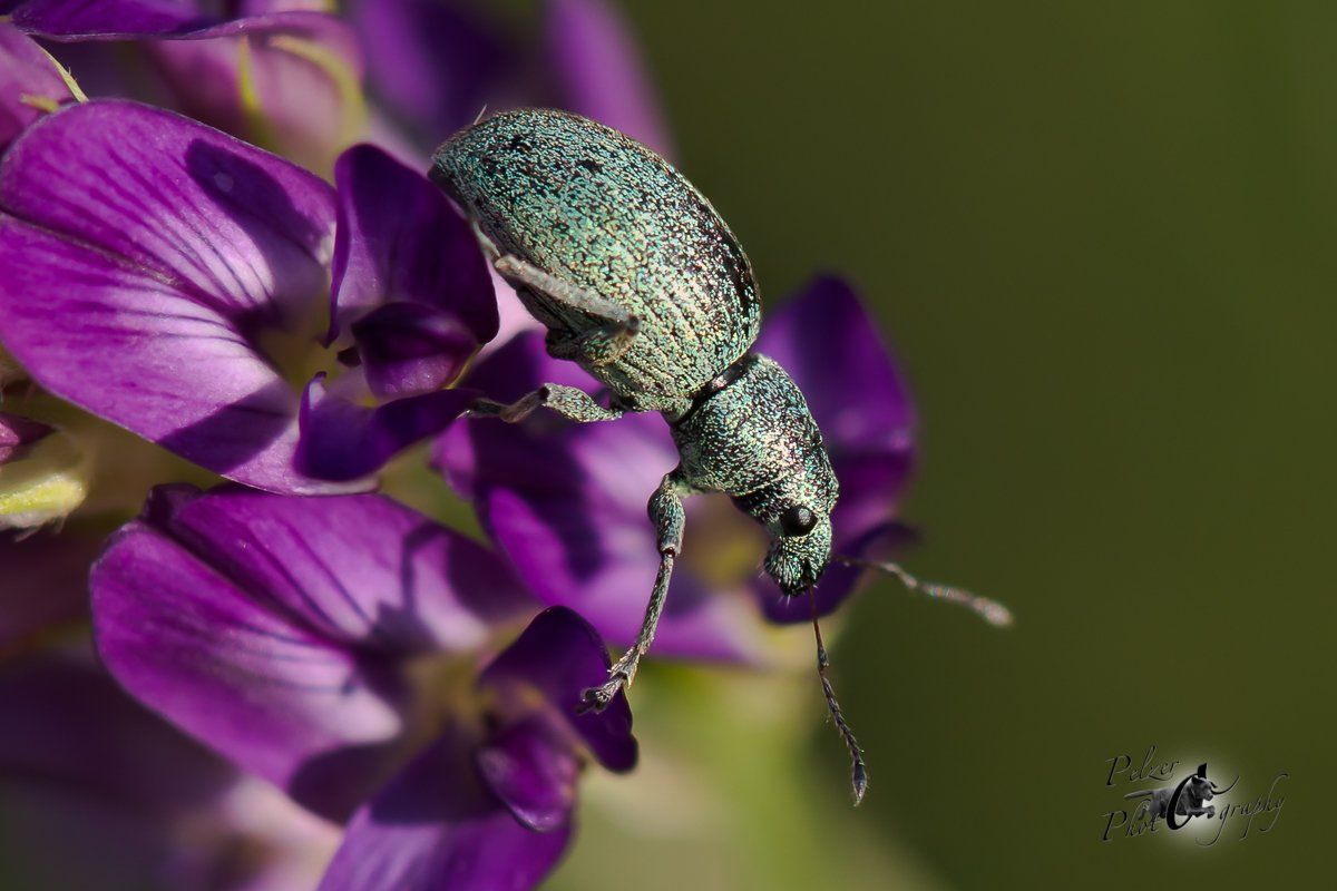 Seidiger Glanzrüssler (Polydrusus formosus)