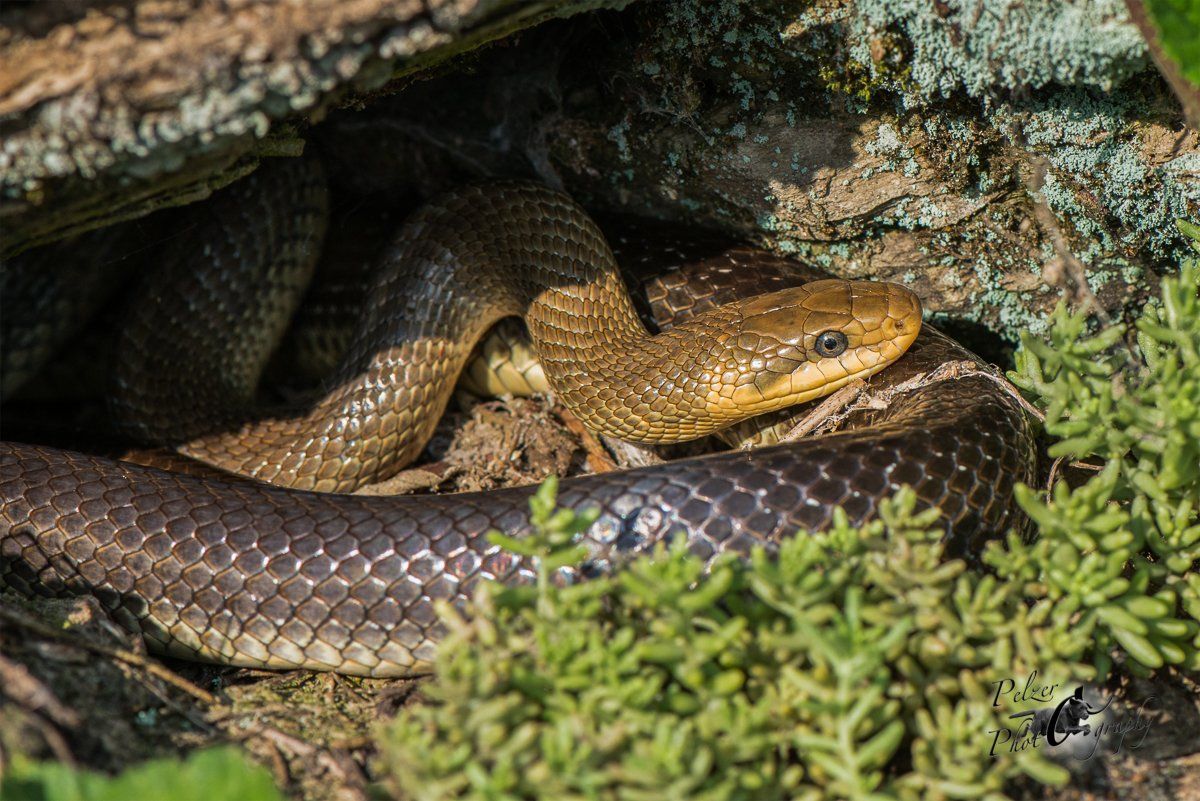 Äskulapnatter (Zamenis longissimus)
