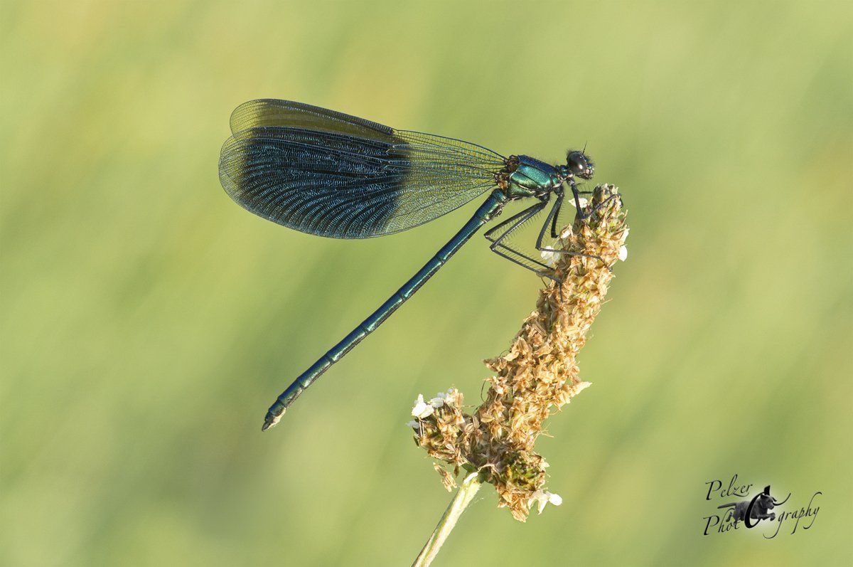 Gebänderte Prachtlibelle (Calopteryx splendens)