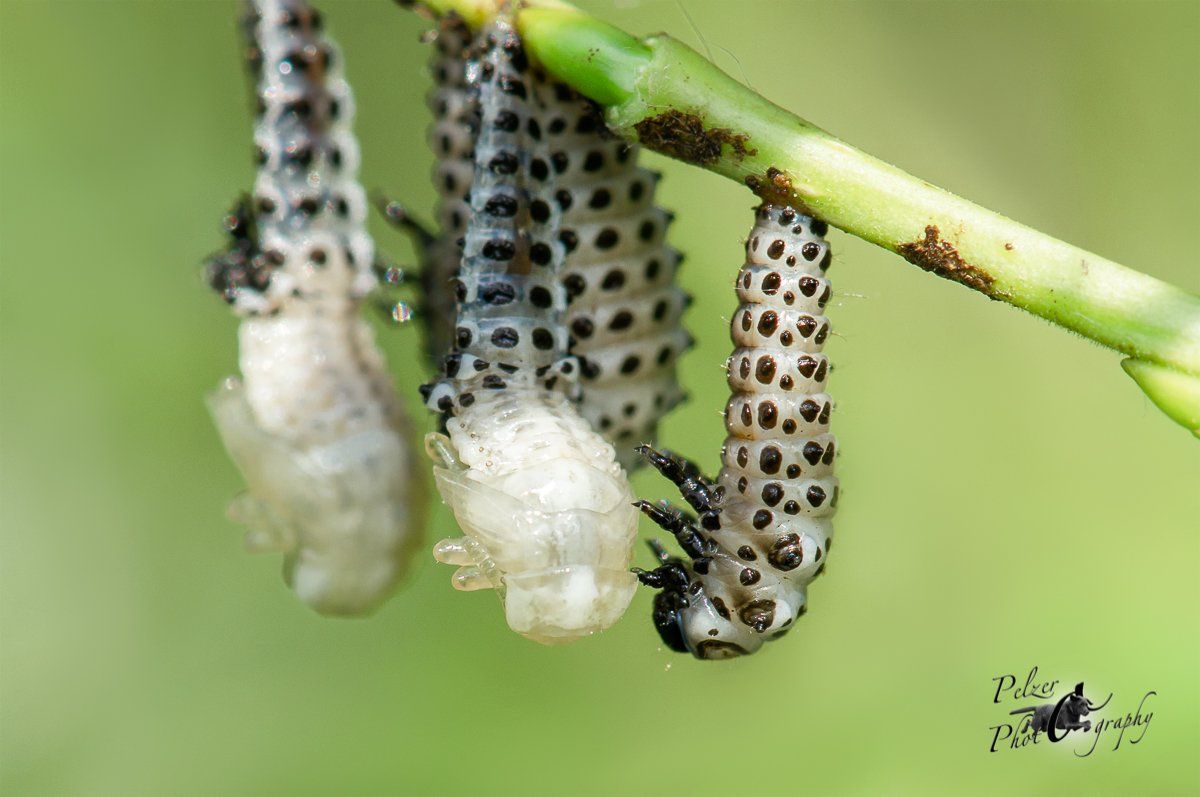Gefleckter Weidenblattkäfer (Chrysomela vigintipunctata)