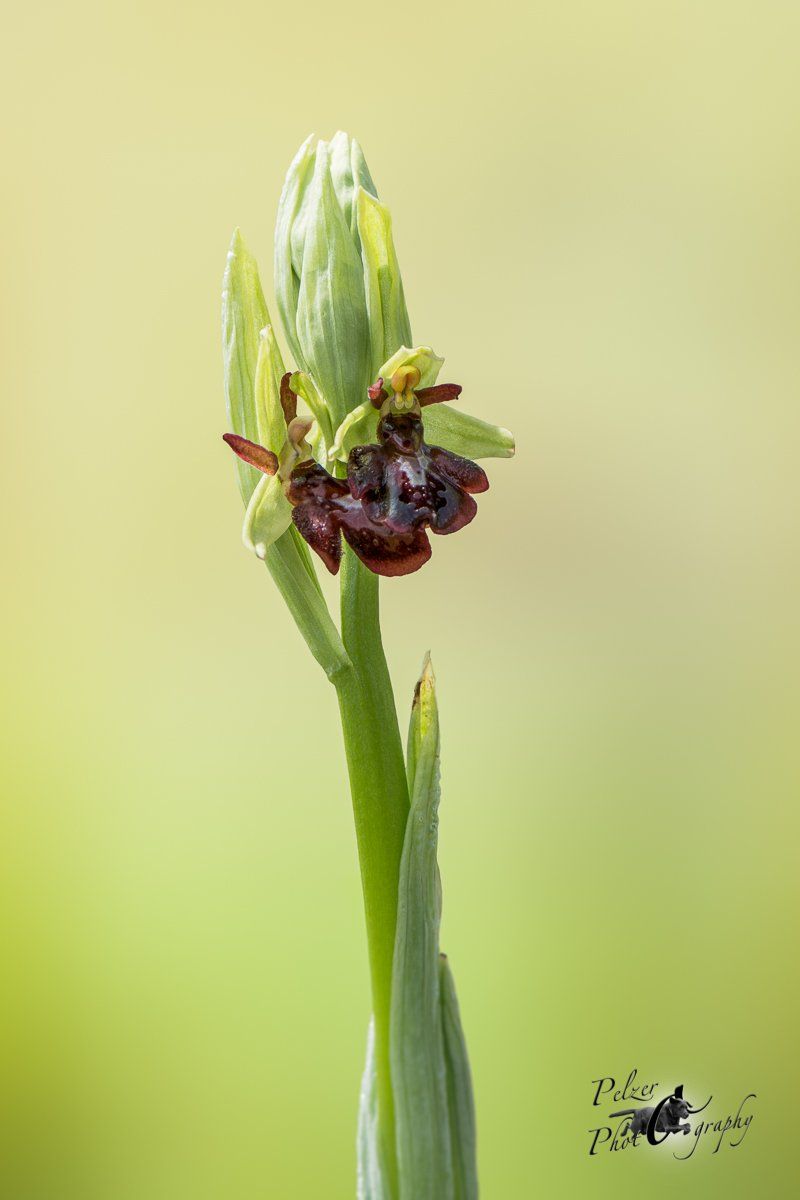 Große Spinnen-Ragwurz (Ophrys sphegodes)