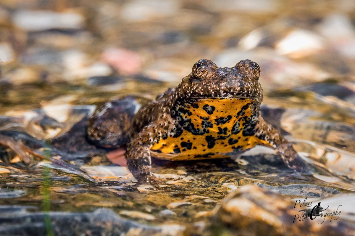 Rotbauchunke (Bombina bombina)