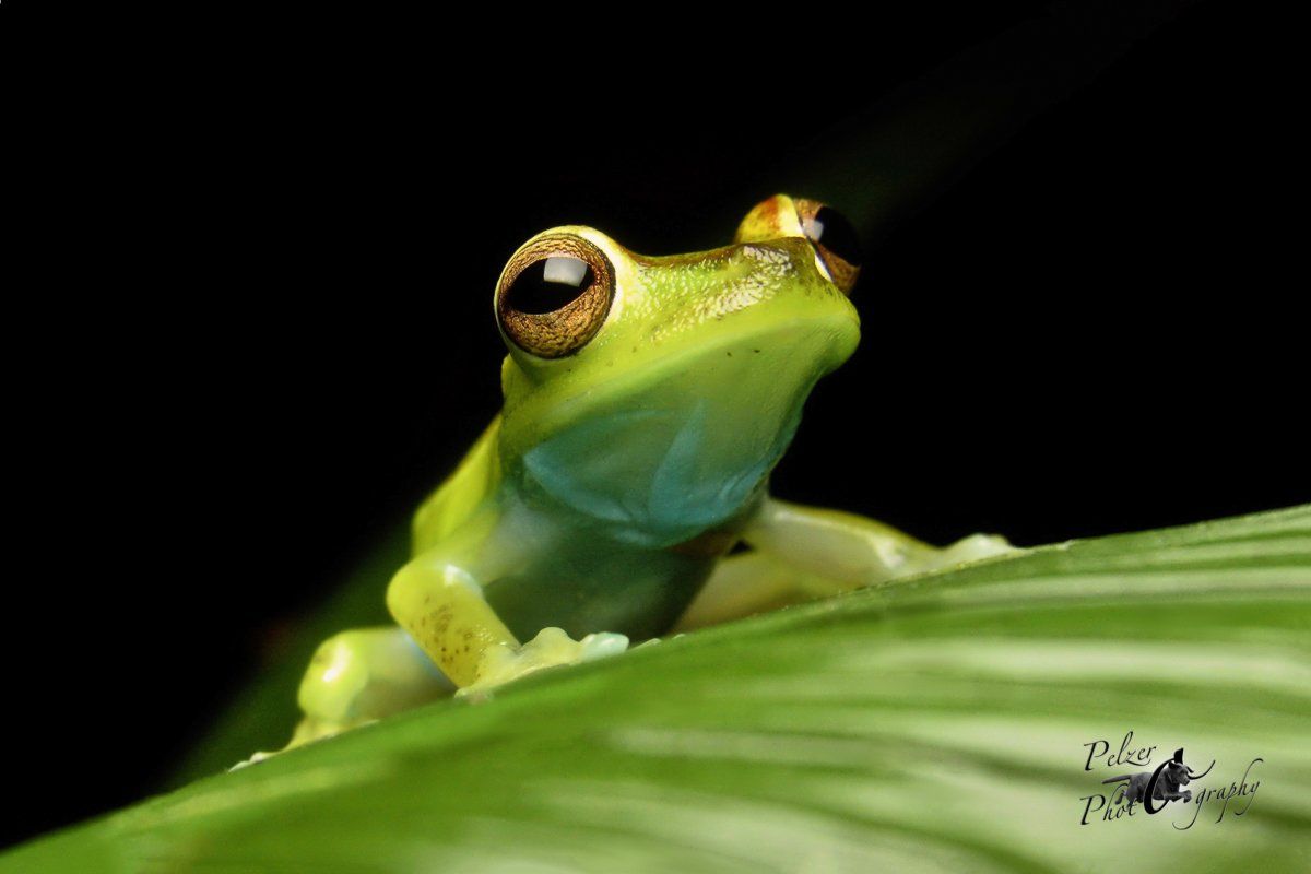 Scarlet-Webbed Treefrog (Hypsiboas rufitelus)