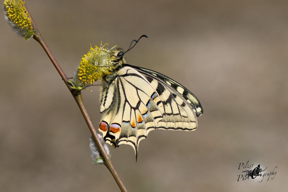 Schwalbenschwanz (Papilio machaon)