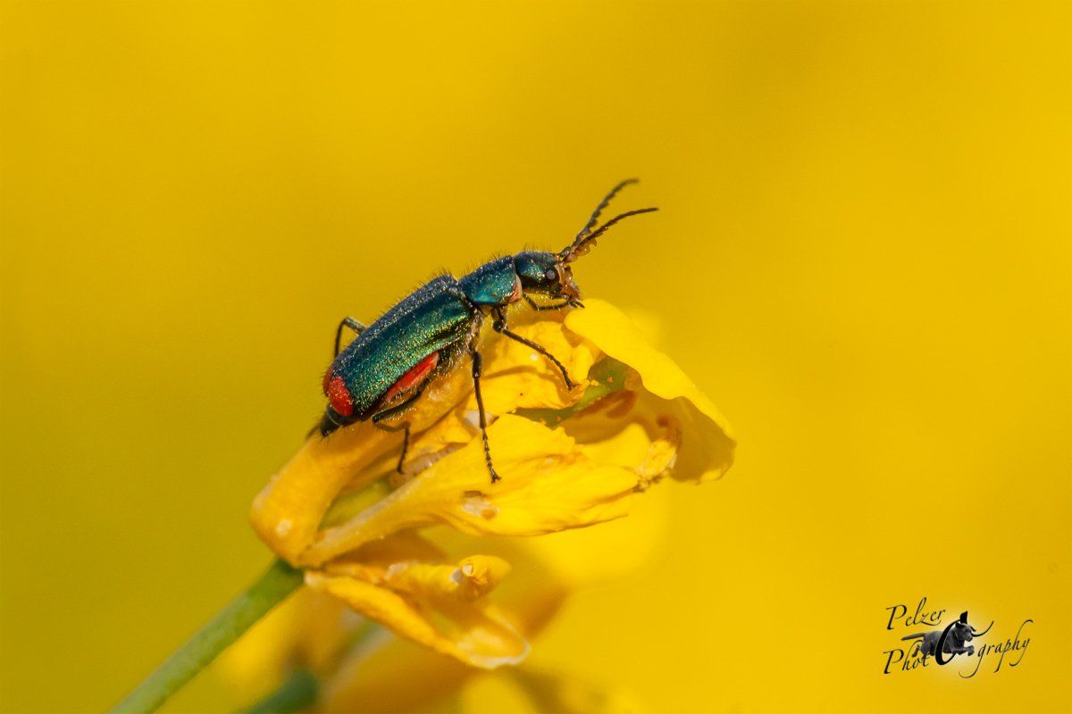 Zweifleckiger Zipfelkäfer (Malachius bipustulatus)