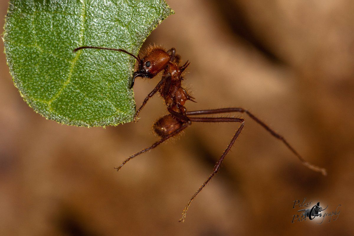 Blattschneiderameise (Atta spec.)