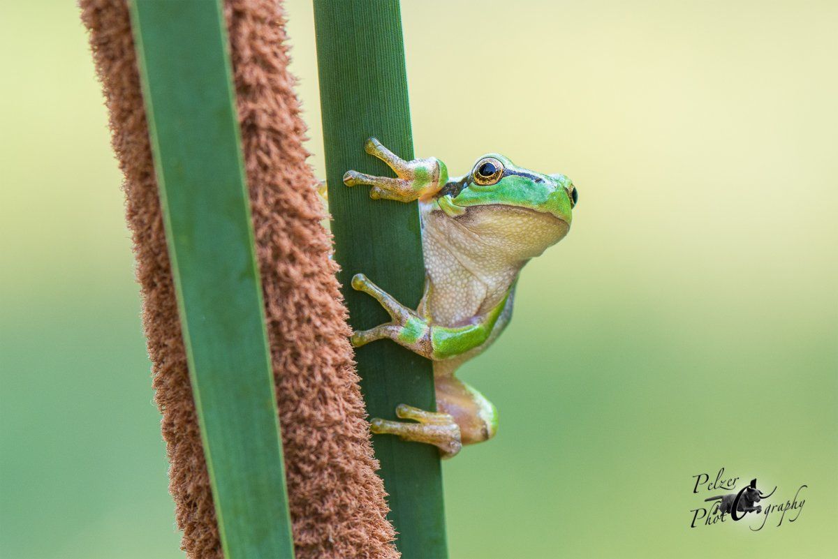 Europäischer Laubfrosch (Hhyla arborea)