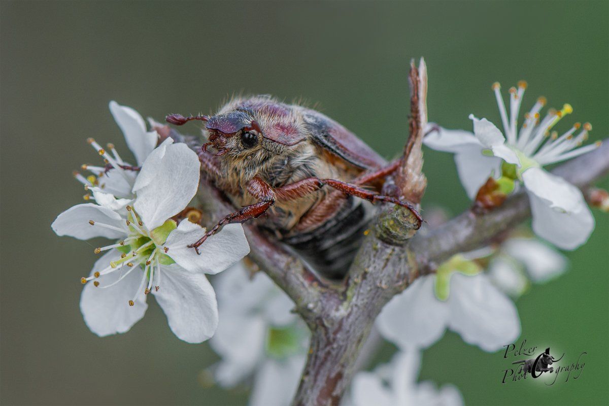Feldmaikäfer (Melolontha melolontha)