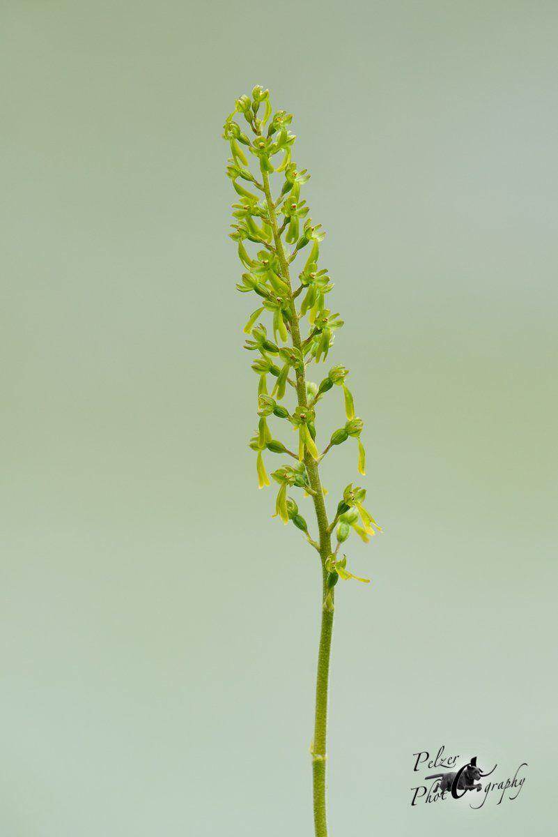 Großes Zweiblatt (Listera ovata)