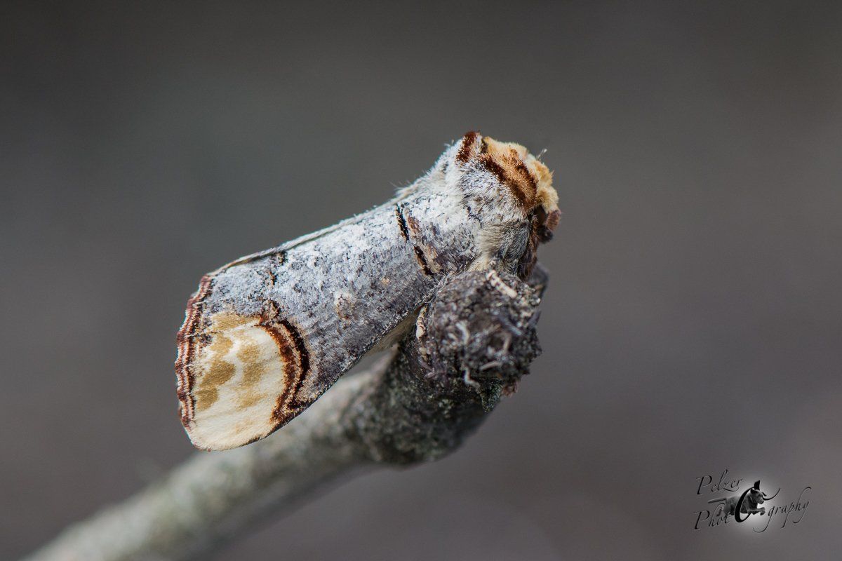 Mondvogel (Phalera bucephala)