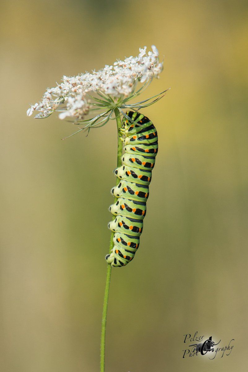 Schwalbenschwanz (Papilio machaon)
