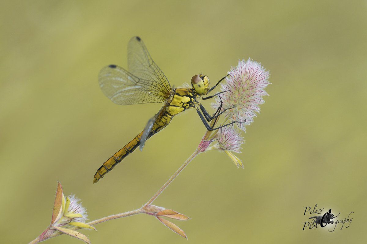 Schwarze Heidelibelle (Sympetrum danae)