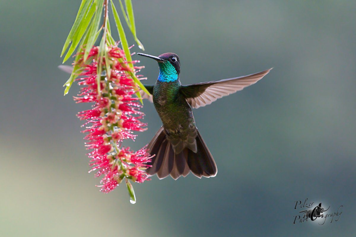 Violettkron-Brillantkolibri (Eugenes fulgens spectabilis)