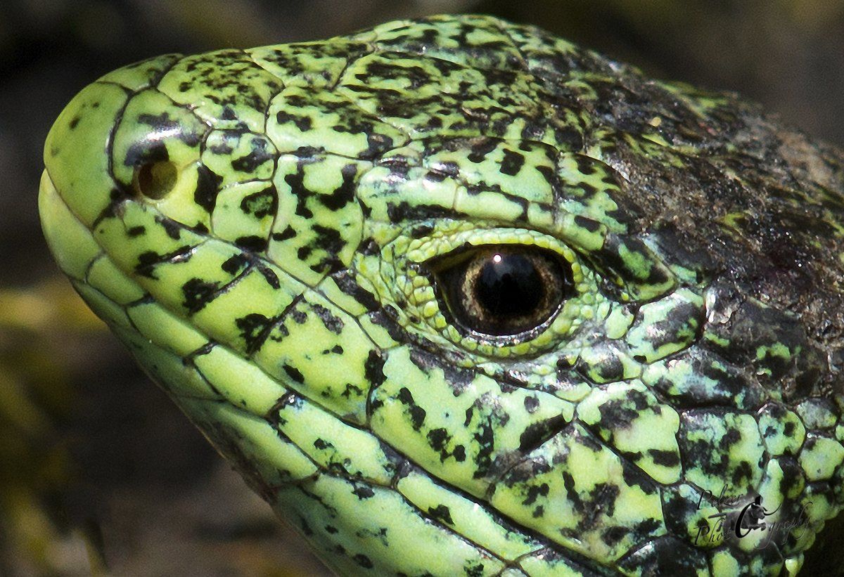 Zauneidechse (Lacerta agilis)