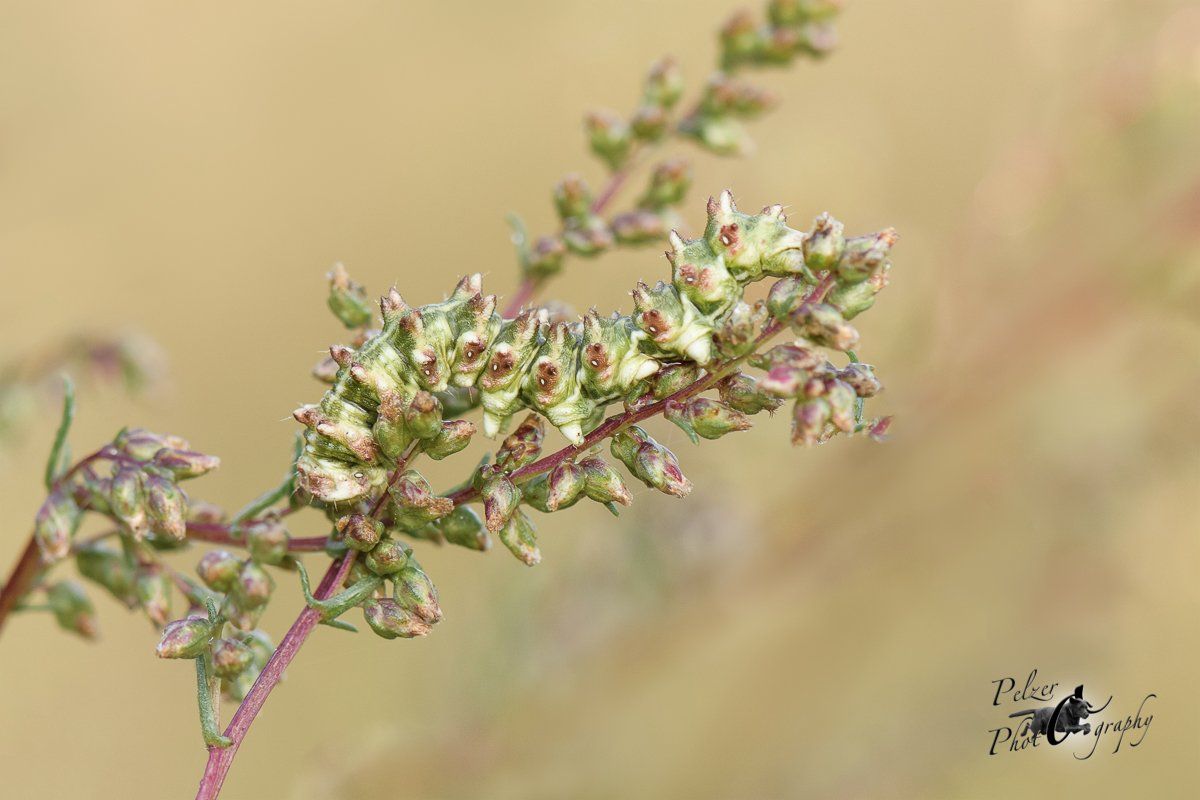 Beifuß-Mönch (Cucullia absinthii)