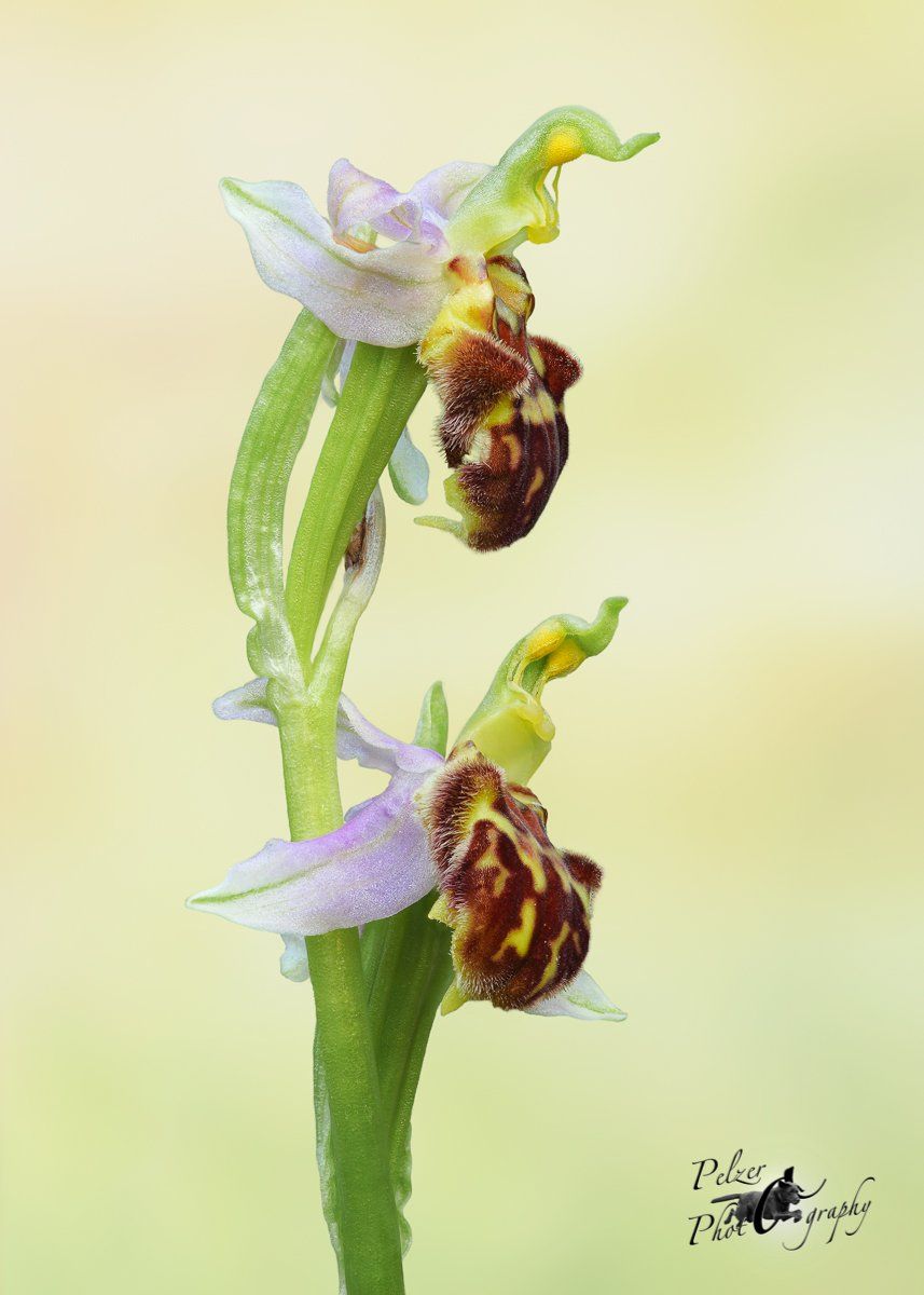 Bienen-Ragwurz (Ophrys apifera)