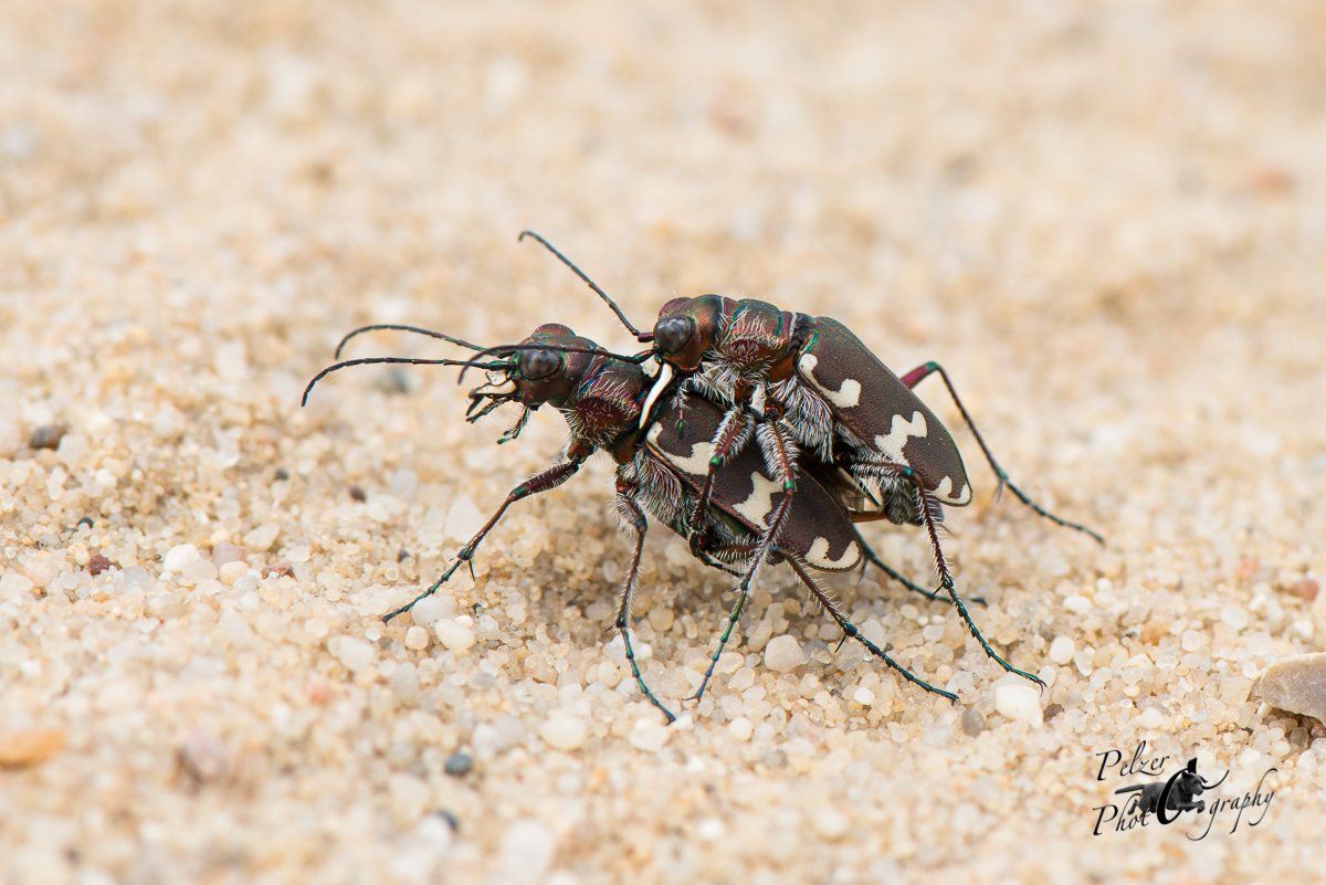 Dünen-Sandlaufkäfer (Cicindela hybrida)