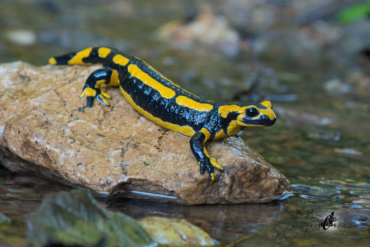Gebänderter Feuersalamander (Salamandra salamandra terrestris)
