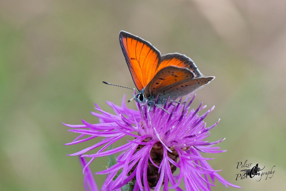 Lilagold-Feuerfalter (Lycaena hippothoe)