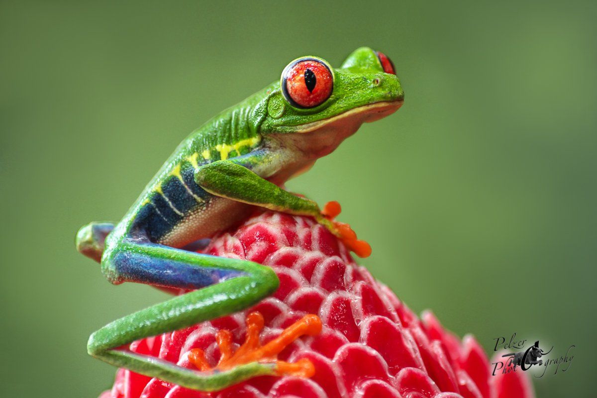 Rotaugenlaubfrosch (Agalychnis callidryas)