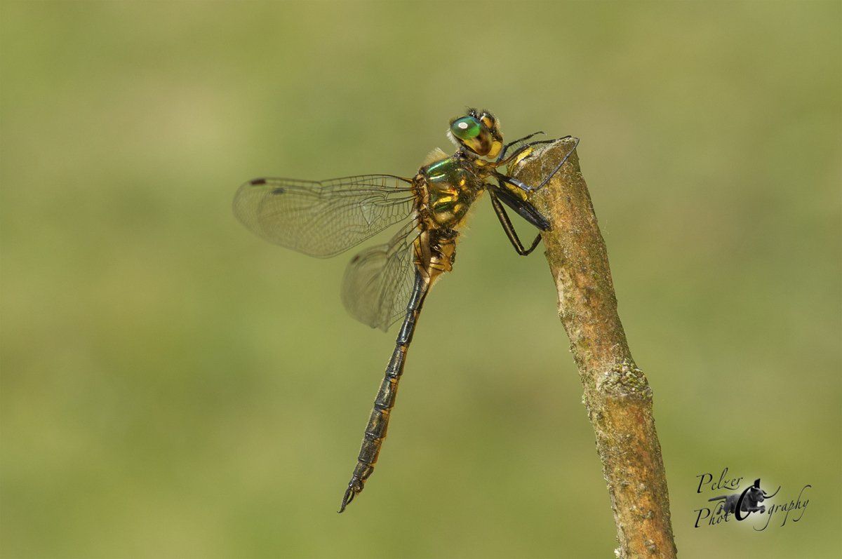 Smaragdlibelle (Somatochlora)