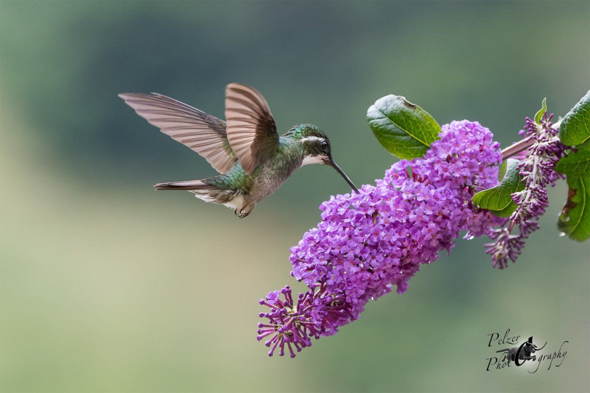 Weißkehlnymphe (Lampornis castaneoventris)