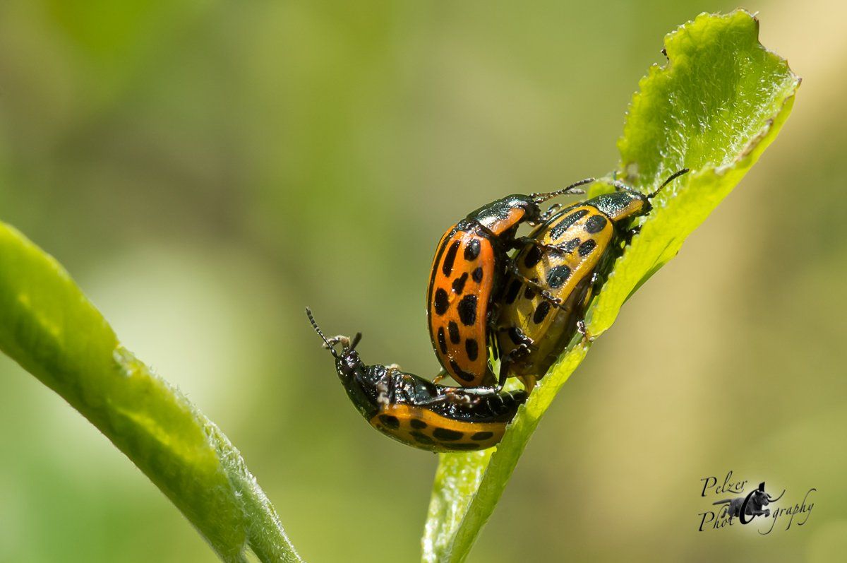 Gefleckter Weidenblattkäfer (Chrysomela vigintipunctata)Dünen-Sandlaufkäfer (Cicindela hybrida)