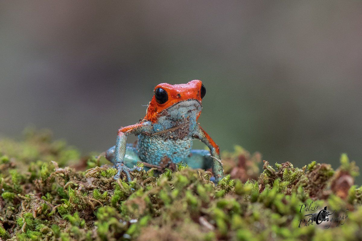 Granulierter Baumsteiger (Oophaga granulifera)