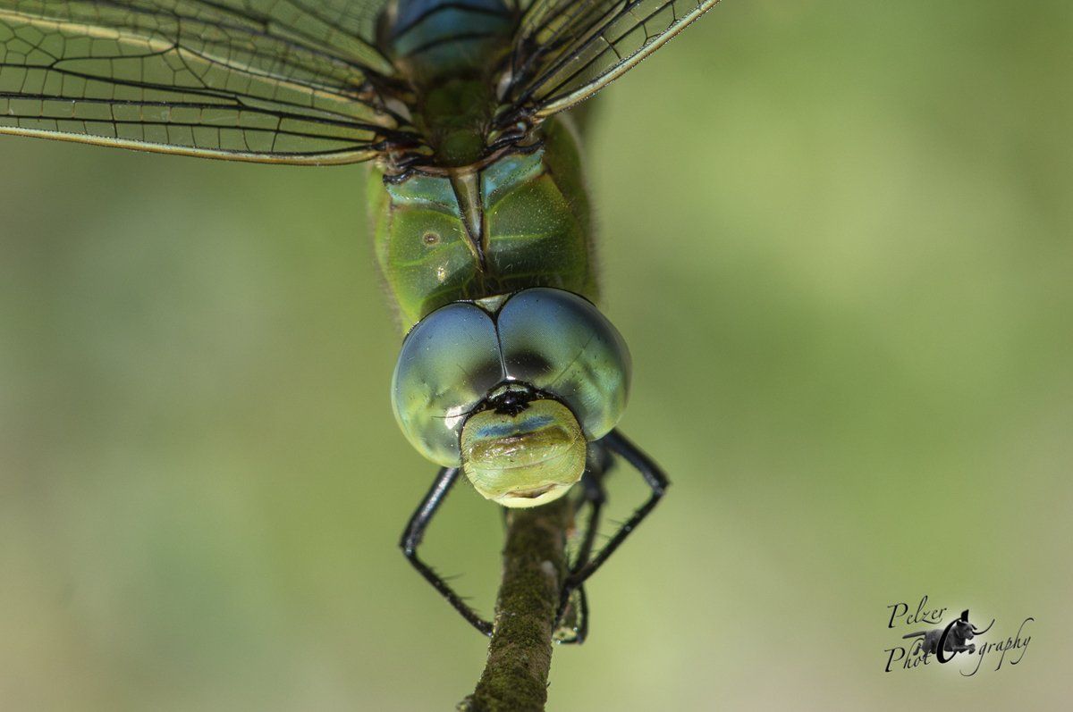 Große Königslibelle (Anax imperator)