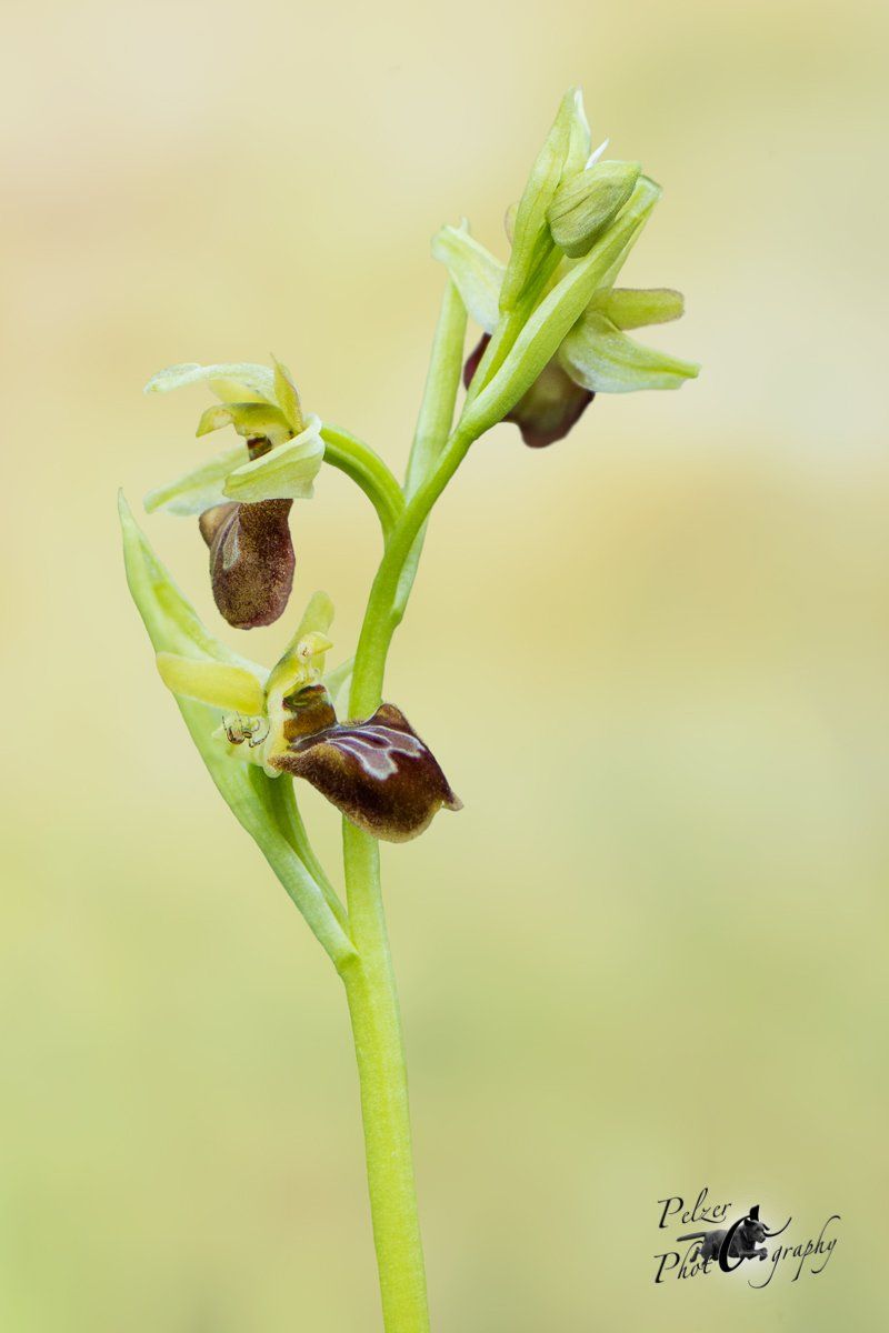 Große Spinnen-Ragwurz (Ophrys sphegodes)