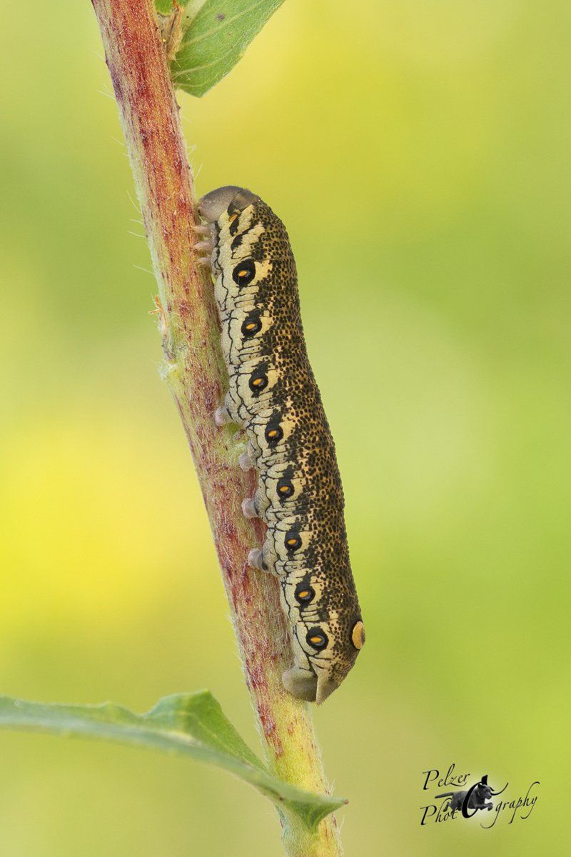Nachtkerzenschwärmer (Proserpinus proserpina)