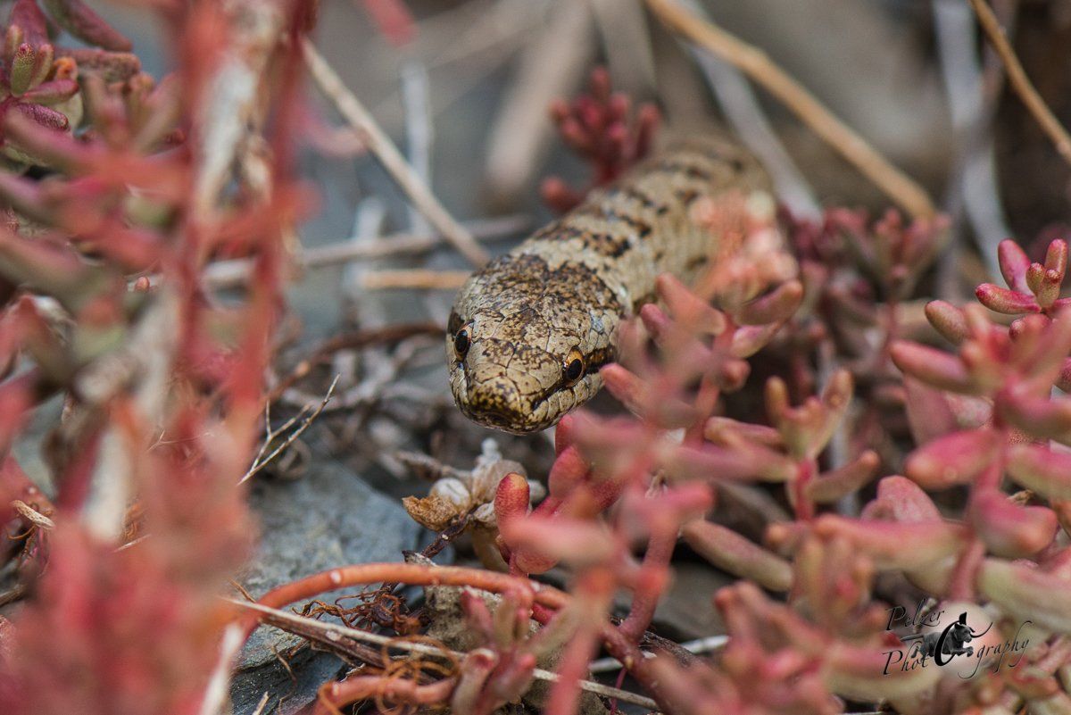 Schlingnatter (Coronella austriaca)