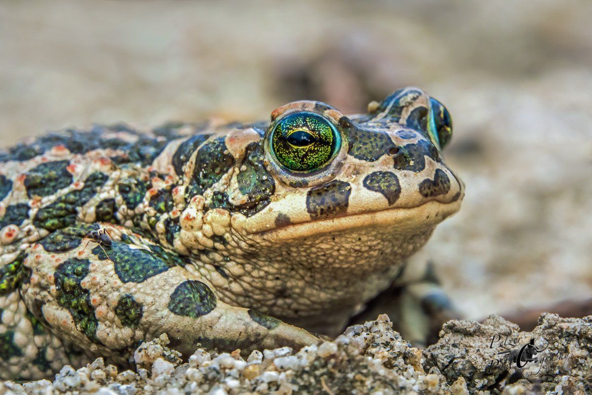 Wechselkröte (Bufotes viridis)