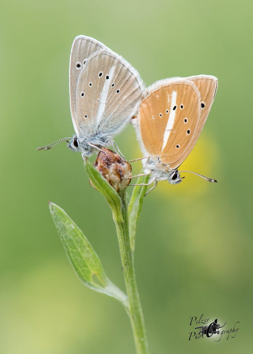 Weißdolch Bläulinge (Polyommatus damon)