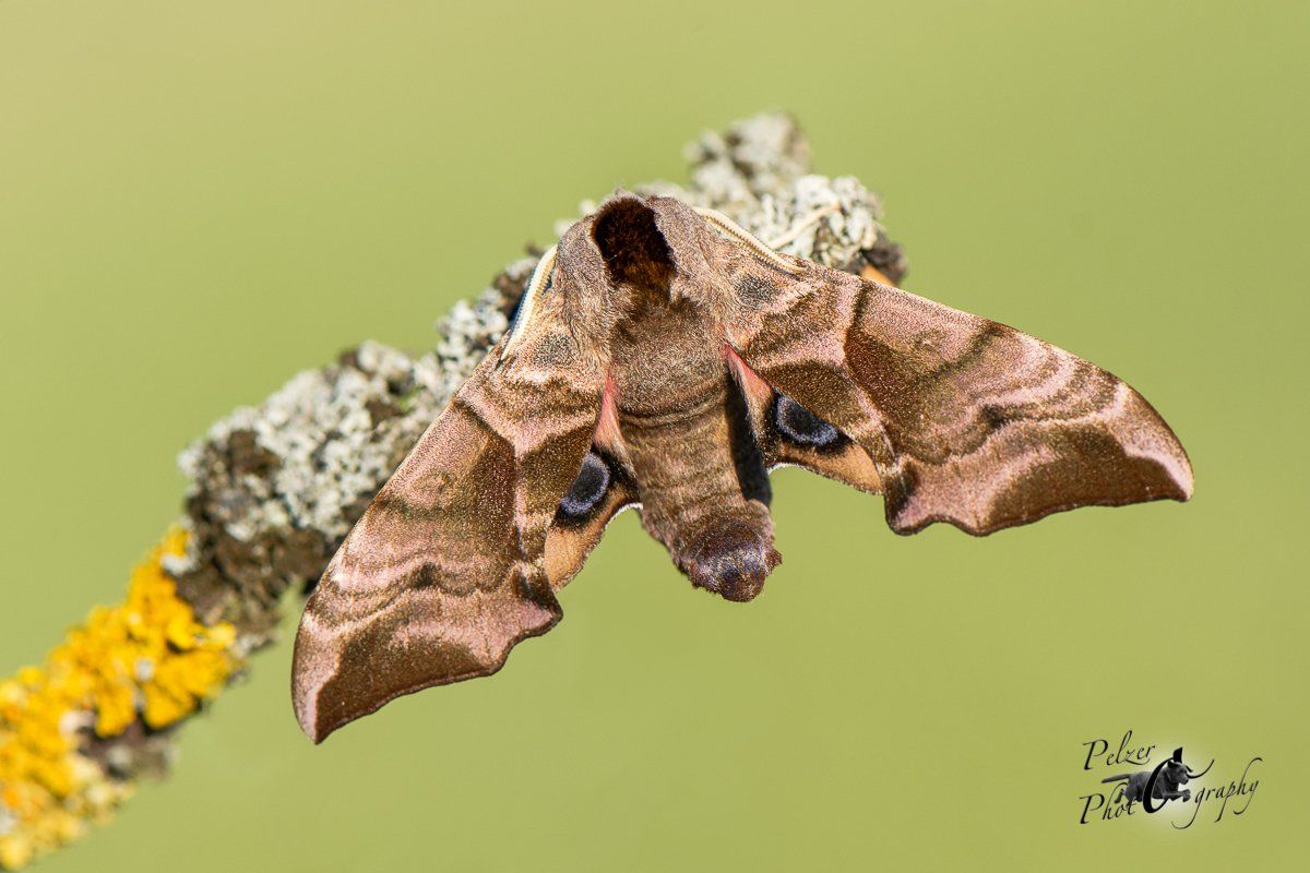 Abendpfauenauge (Smerinthus ocellata)