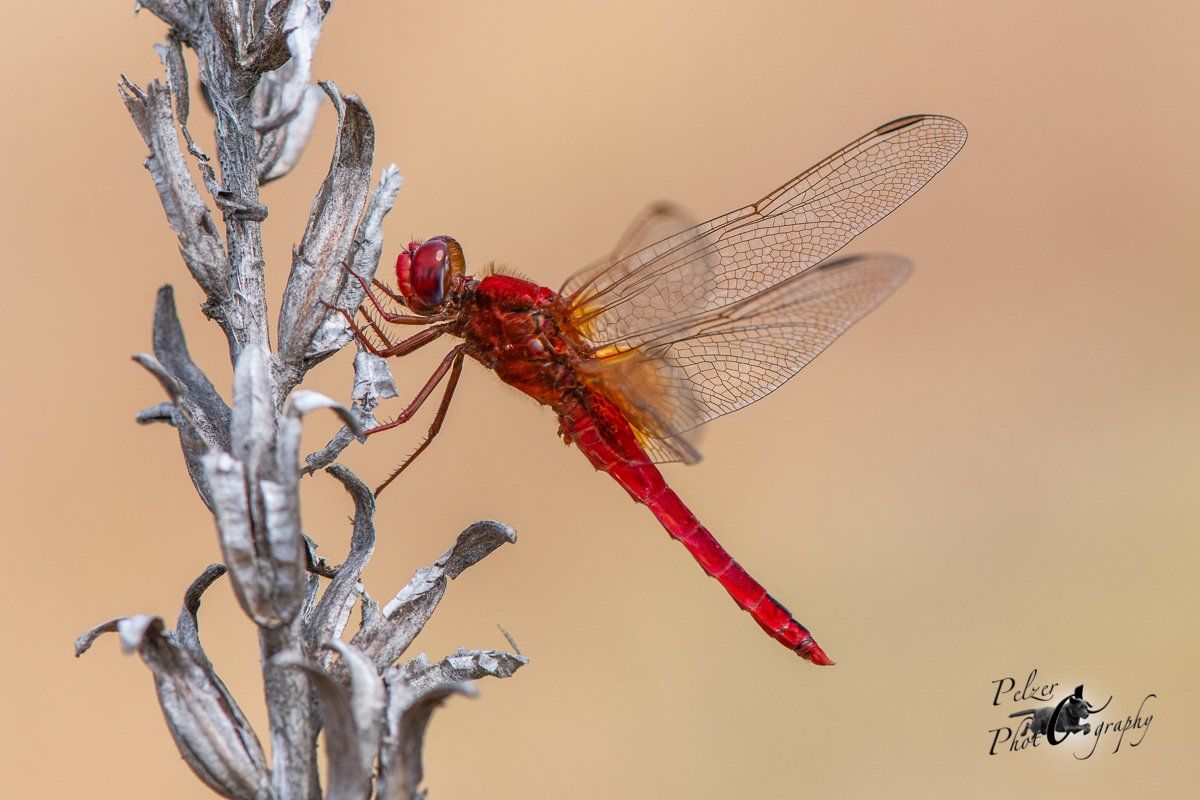 Feuerlibelle (Crocothemis erythraea)
