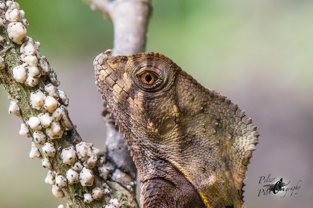 Gewöhnlicher Helmleguan (Corytophanes cristatus)
