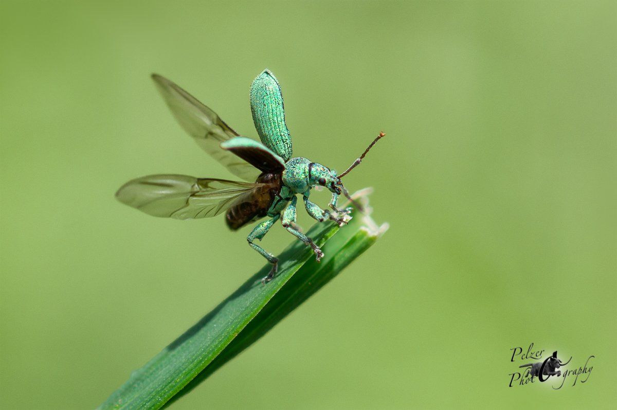 Grüner Laubrüssler (Phyllobius maculicornis)