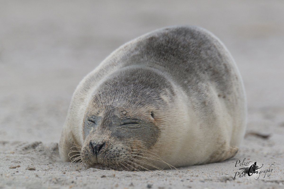 Helgoland Europäischer Seehund (Phoca vitulina vitulina)
