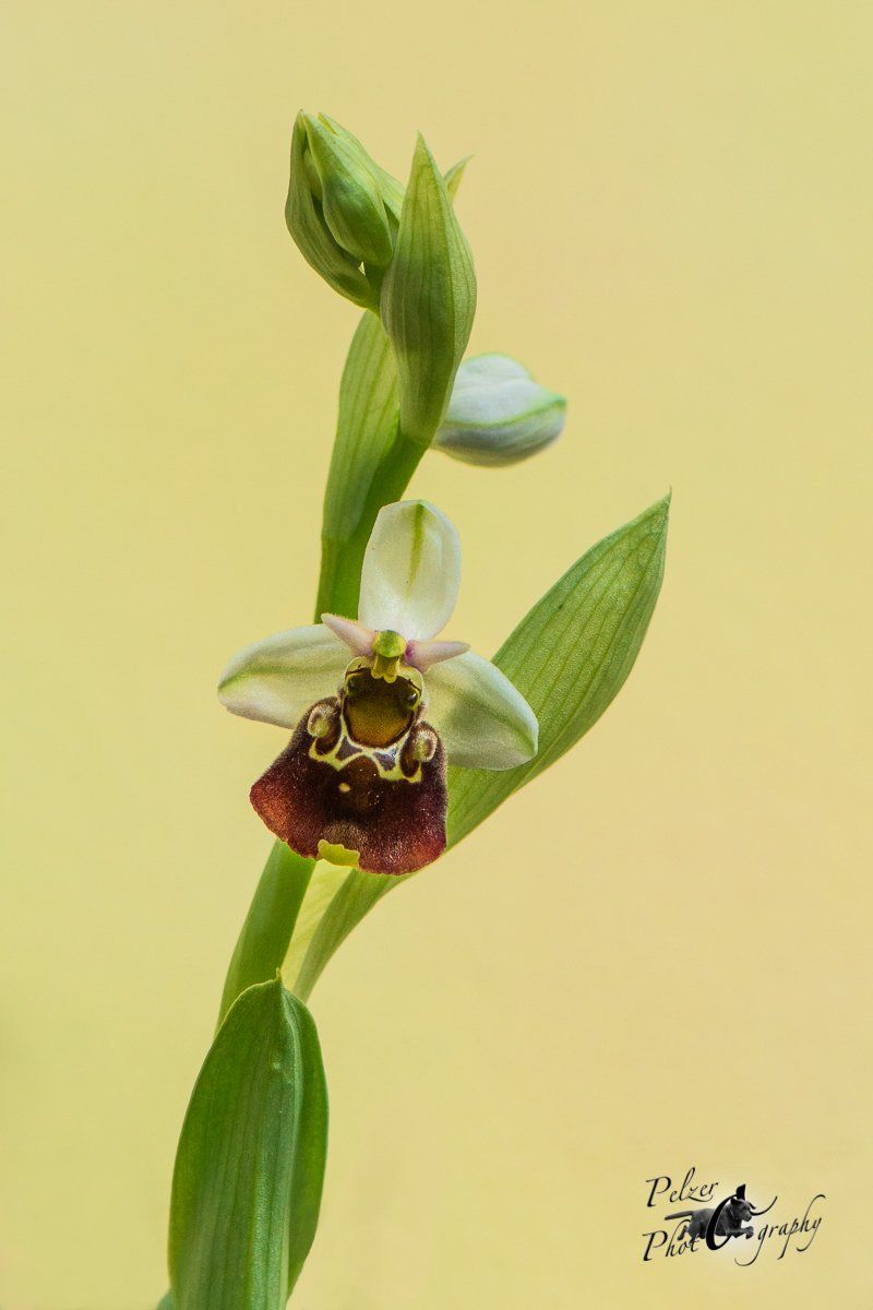 Hummel-Ragwurz (Ophrys holoserica)